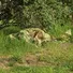 Маскувальний шарф-сітка CamoTec SFVS Multicam Фото 2